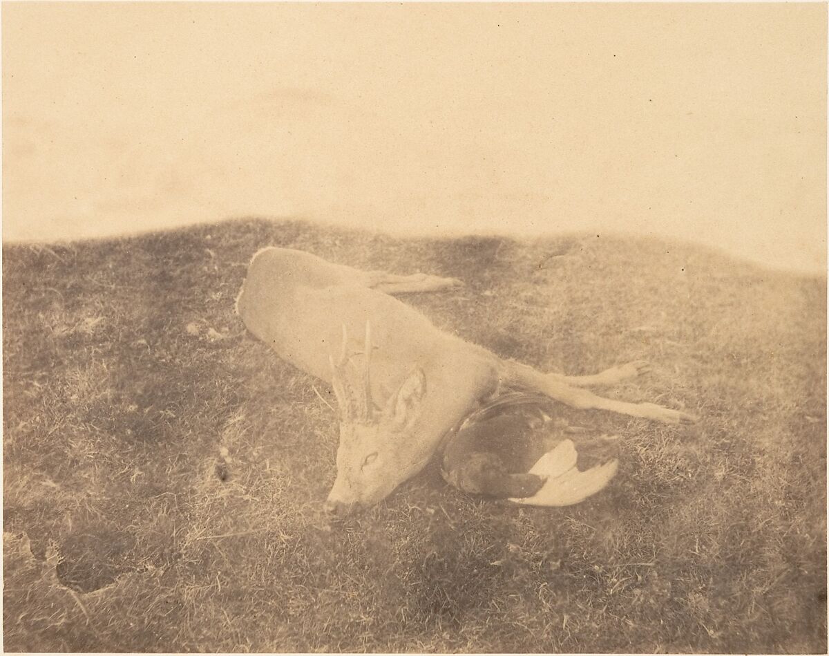 [Dead Roe Buck], Horatio Ross (British, Rossie Castle, near Montrose, Scotland 1801–1886 Scotland), Albumen silver print 