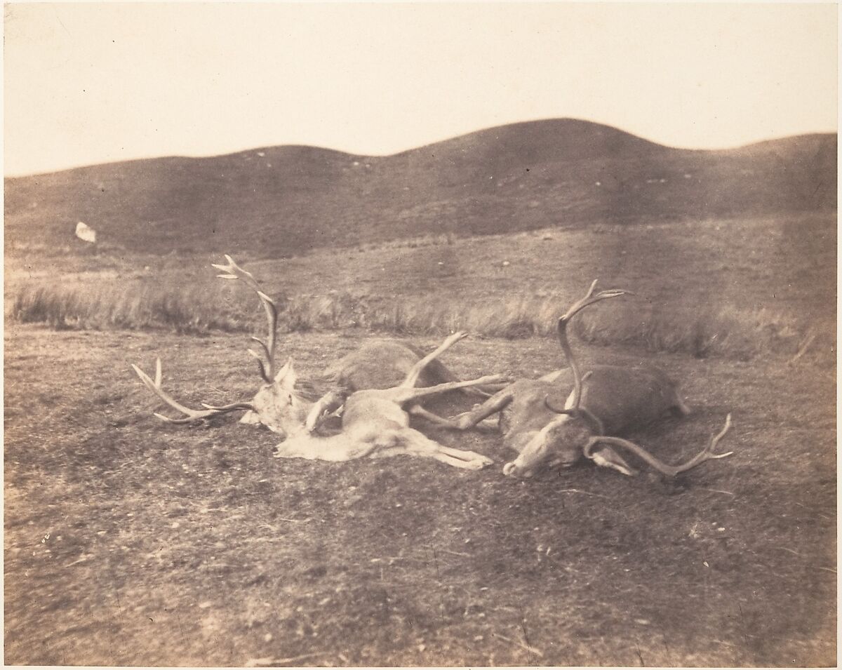 [Two Stags and Roe Buck], Horatio Ross (British, Rossie Castle, near Montrose, Scotland 1801–1886 Scotland), Salted paper print 