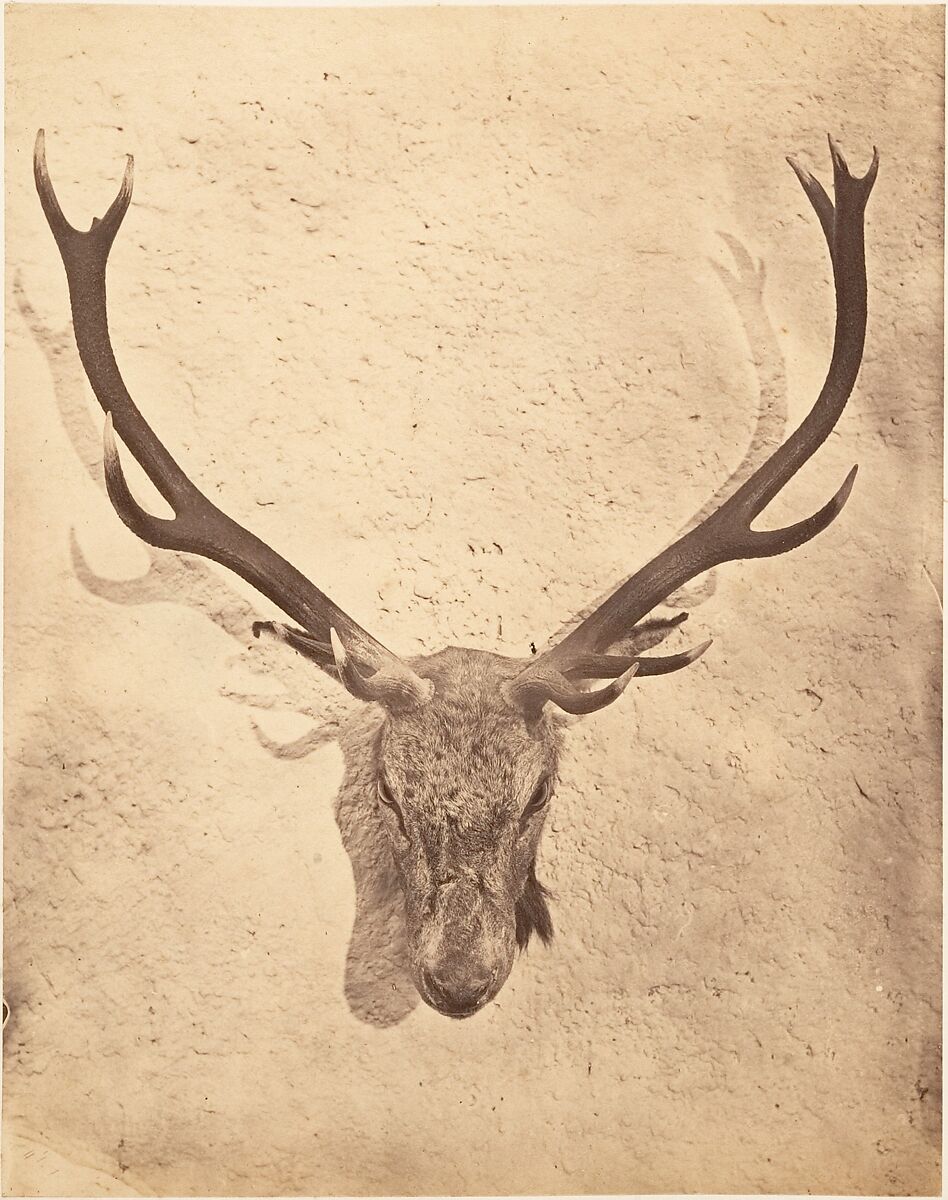 [Stag Trophy Head Killed by Ned Ross], Horatio Ross (British, Rossie Castle, near Montrose, Scotland 1801–1886 Scotland), Albumen silver print 