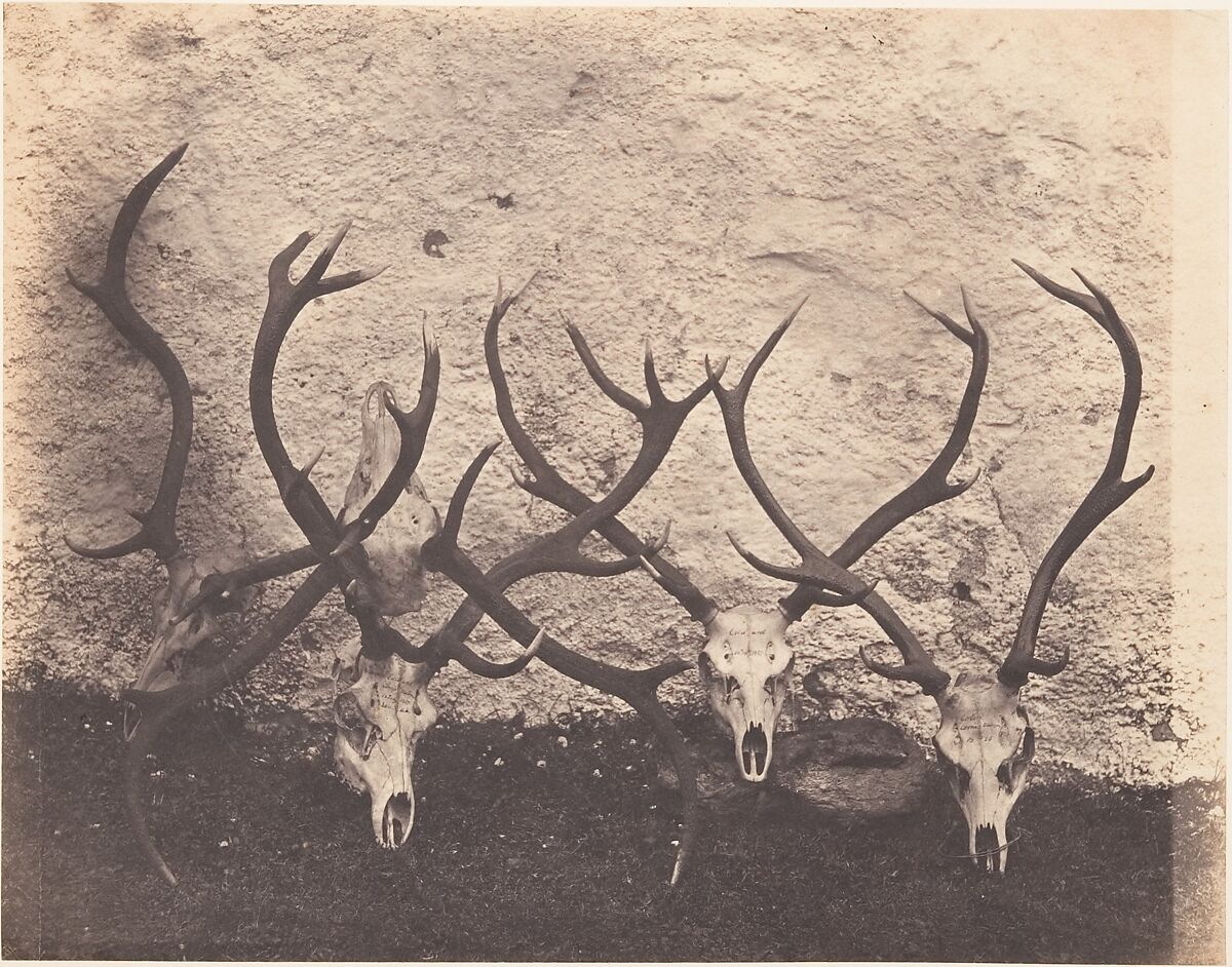 [Stags Heads - Dibedale], Horatio Ross (British, Rossie Castle, near Montrose, Scotland 1801–1886 Scotland), Salted paper print 