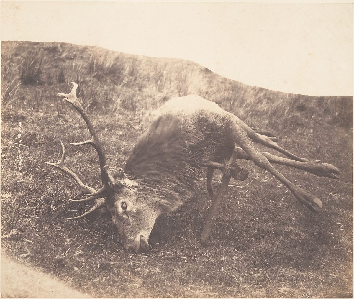 [Stag Shot by Mrs. Ross], Horatio Ross (British, Rossie Castle, near Montrose, Scotland 1801–1886 Scotland), Salted paper print 