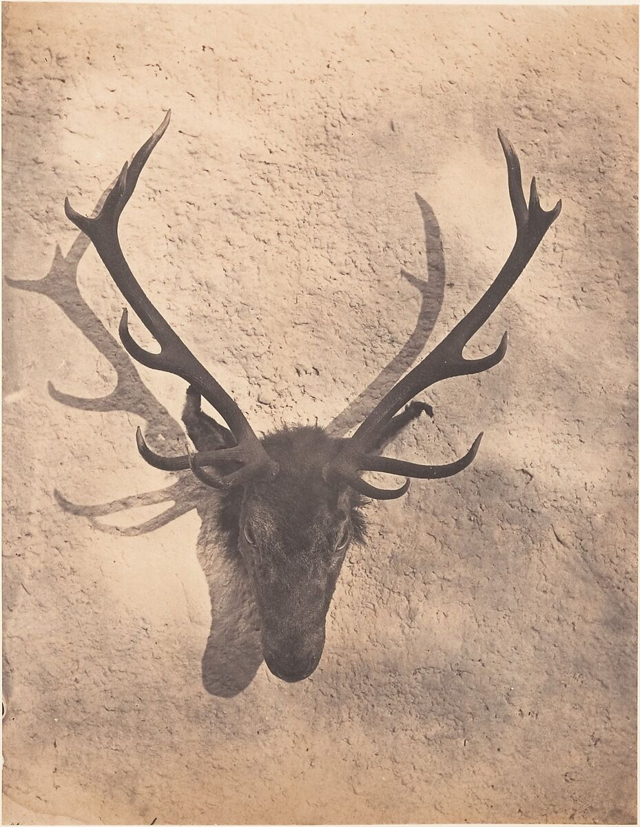 [Colin's Royal Stag], Horatio Ross (British, Rossie Castle, near Montrose, Scotland 1801–1886 Scotland), Salted paper print 