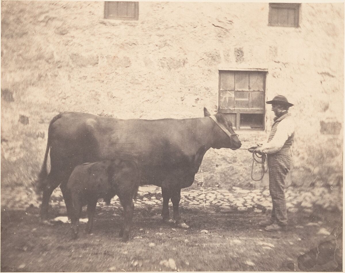 [Prize Cow and Calf], Horatio Ross (British, Rossie Castle, near Montrose, Scotland 1801–1886 Scotland), Salted paper print 