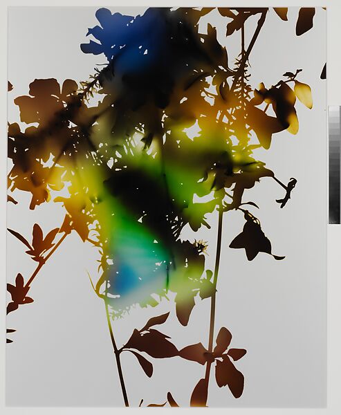 012 (from the series "Flowers"), James Welling (American, born 1951), Chromogenic print 