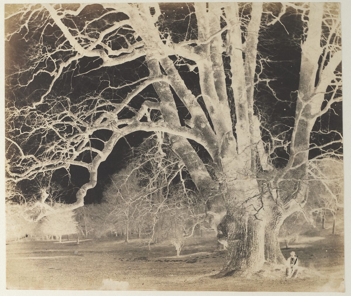 [Spreading Oak with Seated Figure], Unknown (British), Paper negative 