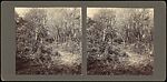 [Group of 36 Amateur Stereograph Views], Unknown, Albumen silver prints