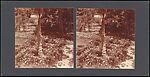 [Group of 36 Amateur Stereograph Views], Unknown, Albumen silver prints