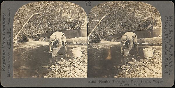[Group of 107 Stereograph Views of Animals], Keystone View Company, Albumen silver prints