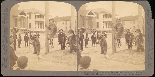[Group of 107 Stereograph Views of Animals], Keystone View Company, Albumen silver prints