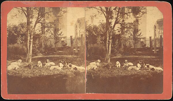 [Group of 107 Stereograph Views of Animals], Keystone View Company, Albumen silver prints