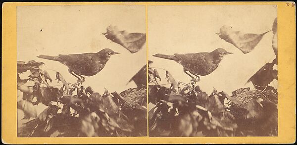 [Group of 107 Stereograph Views of Animals], Keystone View Company, Albumen silver prints