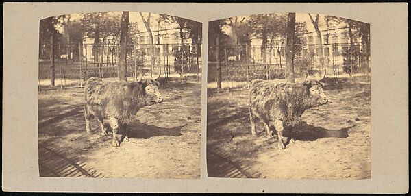 [Group of 107 Stereograph Views of Animals], Keystone View Company, Albumen silver prints