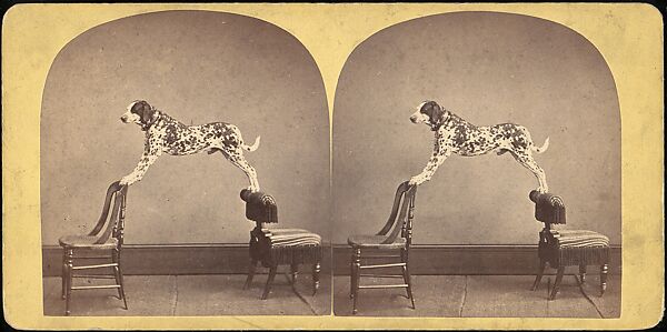 [Group of 107 Stereograph Views of Animals], Keystone View Company, Albumen silver prints