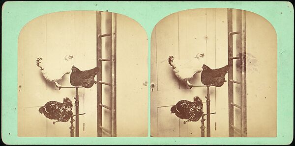 [Group of 107 Stereograph Views of Animals], Keystone View Company, Albumen silver prints
