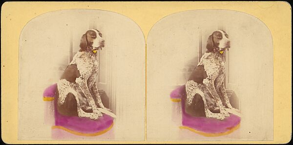[Group of 107 Stereograph Views of Animals], Keystone View Company, Albumen silver prints
