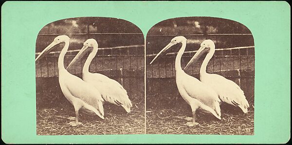 [Group of 107 Stereograph Views of Animals], Keystone View Company, Albumen silver prints