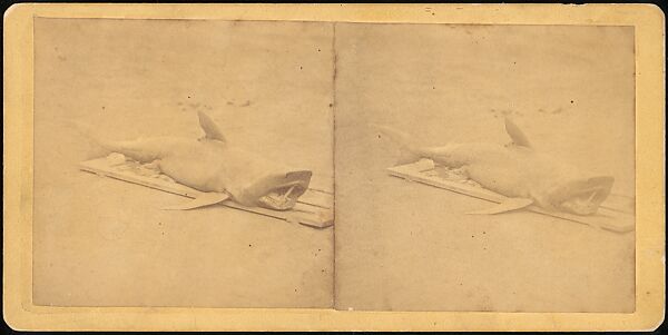 [Group of 107 Stereograph Views of Animals], Keystone View Company, Albumen silver prints