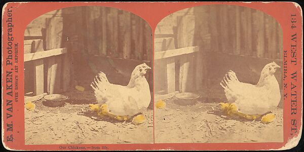 [Group of 107 Stereograph Views of Animals], Keystone View Company, Albumen silver prints