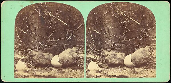 [Group of 107 Stereograph Views of Animals], Keystone View Company, Albumen silver prints