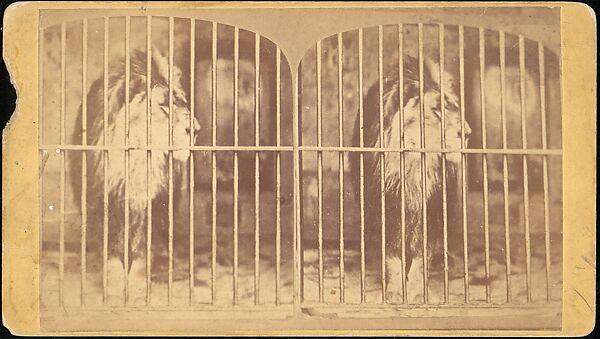 [Group of 107 Stereograph Views of Animals], Keystone View Company, Albumen silver prints