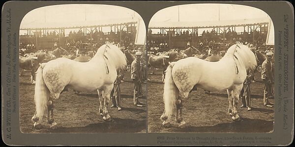 [Group of 107 Stereograph Views of Animals], Keystone View Company, Albumen silver prints