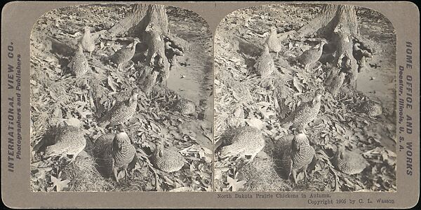 [Group of 107 Stereograph Views of Animals], Keystone View Company, Albumen silver prints