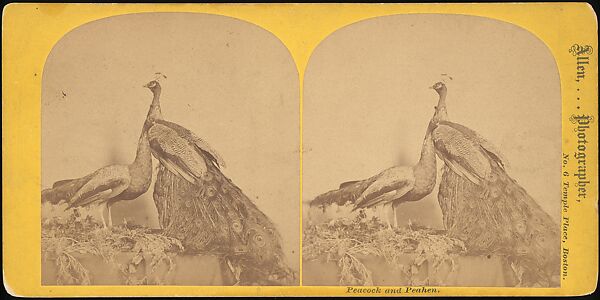 [Group of 107 Stereograph Views of Animals], Keystone View Company, Albumen silver prints