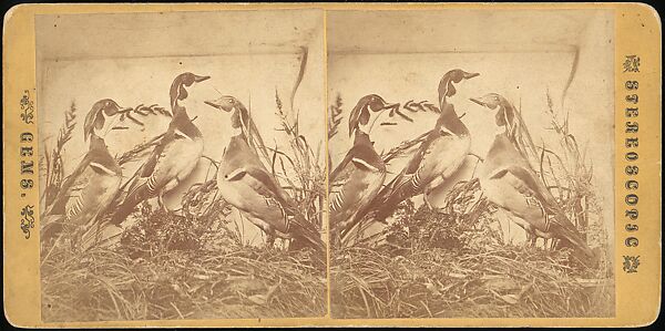 [Group of 107 Stereograph Views of Animals], Keystone View Company, Albumen silver prints