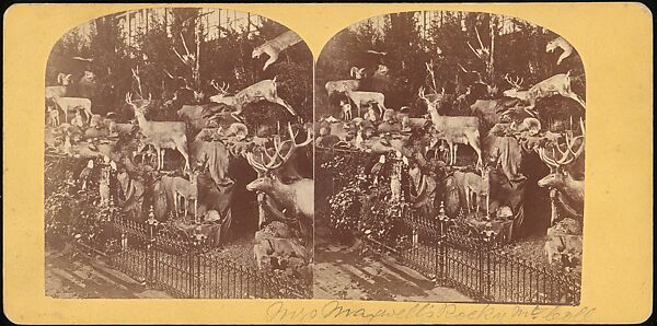 [Group of 107 Stereograph Views of Animals], Keystone View Company, Albumen silver prints