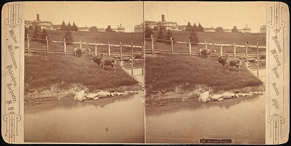 [Group of 107 Stereograph Views of Animals], Keystone View Company, Albumen silver prints