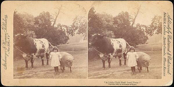 [Group of 107 Stereograph Views of Animals], Keystone View Company, Albumen silver prints