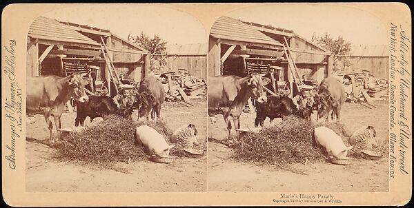 [Group of 107 Stereograph Views of Animals], Keystone View Company, Albumen silver prints