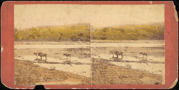 [Group of 107 Stereograph Views of Animals], Keystone View Company, Albumen silver prints
