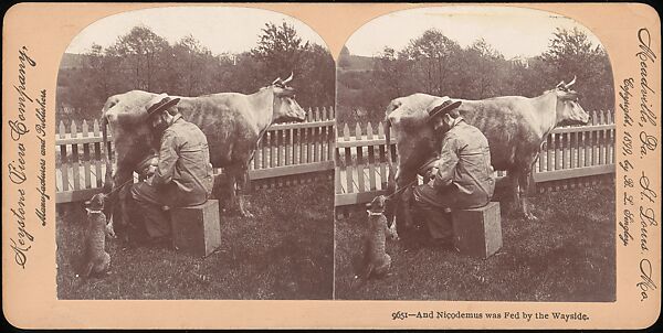 [Group of 107 Stereograph Views of Animals], Keystone View Company, Albumen silver prints