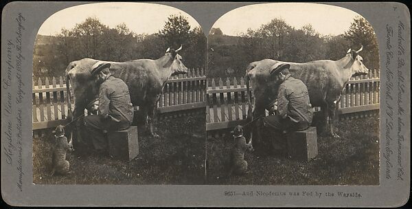 [Group of 107 Stereograph Views of Animals], Keystone View Company, Albumen silver prints