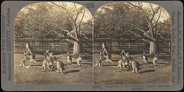 [Group of 107 Stereograph Views of Animals], Keystone View Company, Albumen silver prints
