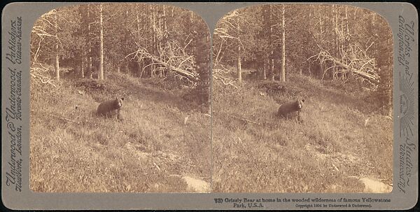 [Group of 107 Stereograph Views of Animals], Keystone View Company, Albumen silver prints