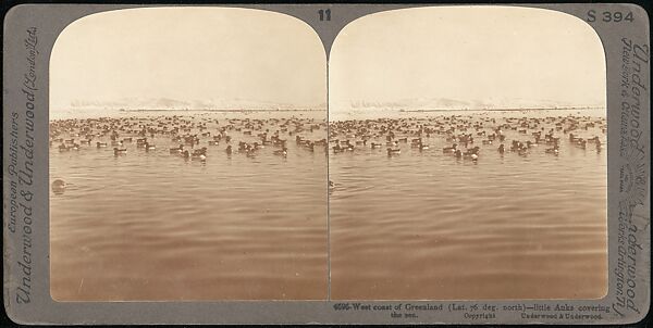 [Group of 107 Stereograph Views of Animals], Keystone View Company, Albumen silver prints