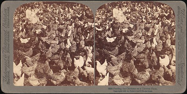 [Group of 107 Stereograph Views of Animals], Keystone View Company, Albumen silver prints