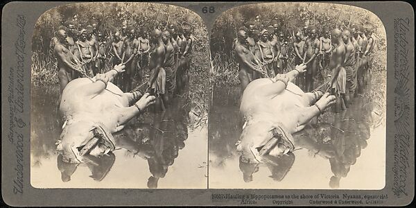 [Group of 107 Stereograph Views of Animals], Keystone View Company, Albumen silver prints
