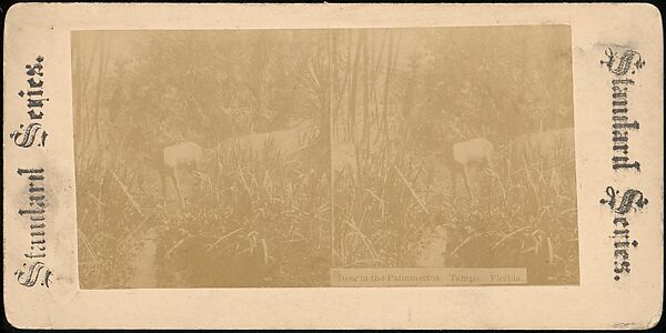 [Group of 107 Stereograph Views of Animals], Keystone View Company, Albumen silver prints