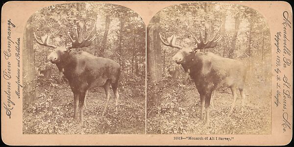 [Group of 107 Stereograph Views of Animals], Keystone View Company, Albumen silver prints