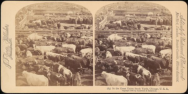 [Group of 107 Stereograph Views of Animals], Keystone View Company, Albumen silver prints