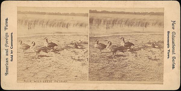 [Group of 107 Stereograph Views of Animals], Keystone View Company, Albumen silver prints