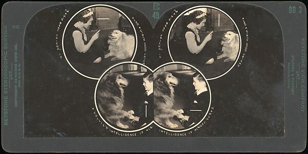 [Group of 107 Stereograph Views of Animals], Keystone View Company, Albumen silver prints