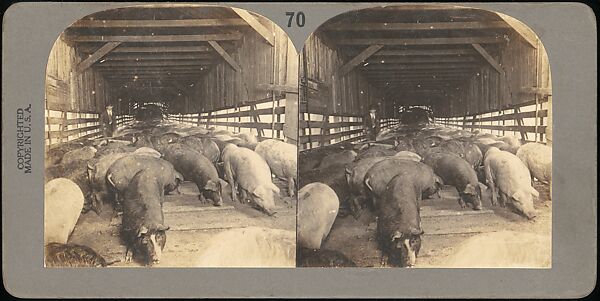[Group of 107 Stereograph Views of Animals], Keystone View Company, Albumen silver prints