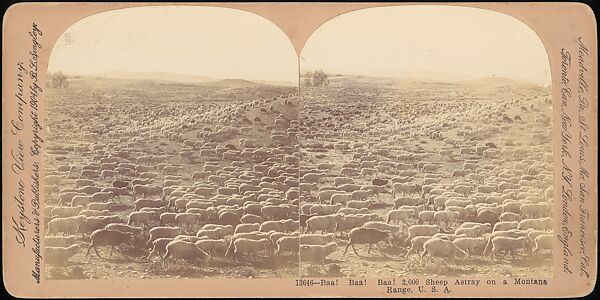[Group of 107 Stereograph Views of Animals], Keystone View Company, Albumen silver prints
