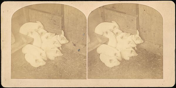 [Group of 107 Stereograph Views of Animals], Keystone View Company, Albumen silver prints
