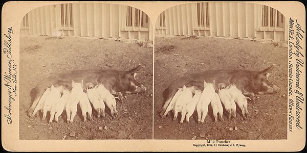 [Group of 107 Stereograph Views of Animals], Keystone View Company, Albumen silver prints