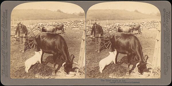 [Group of 107 Stereograph Views of Animals], Keystone View Company, Albumen silver prints